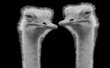 Two Funny Ostrich Birds Closeup Face On The Dark Background