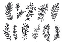 Branches Collection Hand Drawn, Vector.