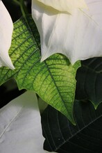 Green And White Leaves