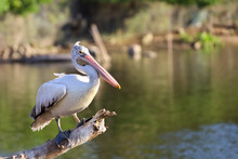 The Great Pelican Bird Is Rest Near The River