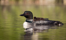 A Common Loon On A Lake In Maine 