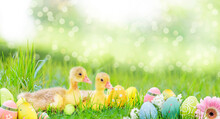 Easter Chicks And Easter Ducks And Easter Eggs On Green Spring Landscape.