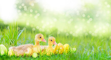 Group Of Young Easter Chicks And Chicks In Beautiful Green Landscape And Green Meadow In Spring.