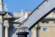 A Seagull Sits On A Light Post In Port Vell Marina, Barcelona, Spain.