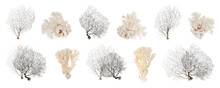 Set With Beautiful Corals On White Background. Banner Design