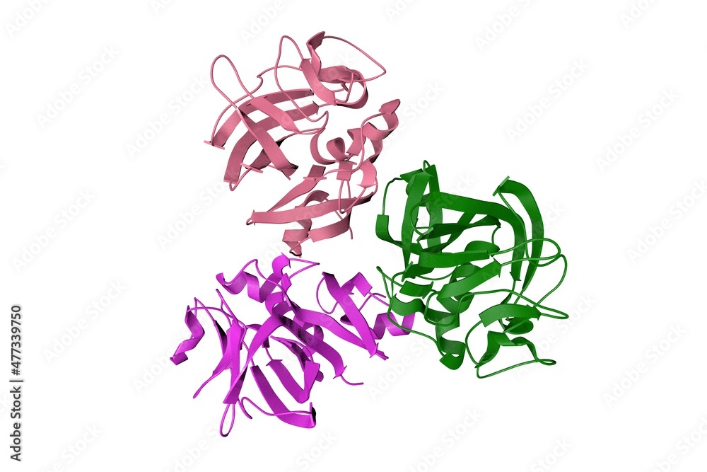 Crystal structure of the fibrinogen-like domain of human angiopoietin-3 ...