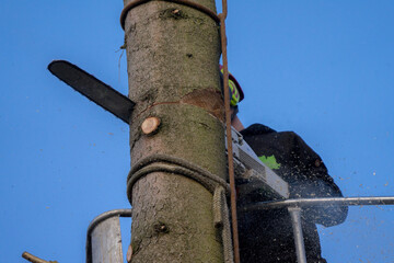 Wall Mural - arboristic with a chainsaw by a professional