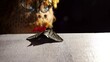 Eine männliche gestrickte Puppe entdeckt eine große haarige Motte auf einem weißen Tisch. Mann mit Brille und Schnauzer beobachtet ein beeindruckendes Insekt. Entomologie untersucht den Mottenkönig.