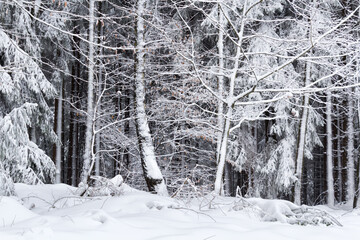 Wall Mural - Winter forest covered in snow