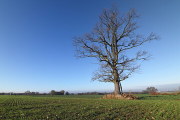 Canvas Print - Uralte kahle Eiche vor blauem Himmel auf einem Feld im Dezember