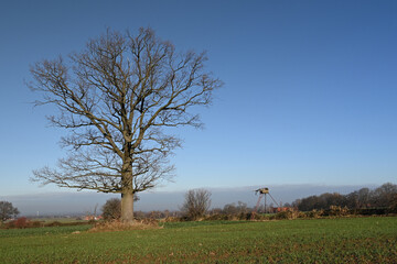 Wall Mural - Uralte kahle Eiche vor blauem Himmel auf einem Feld im Dezember