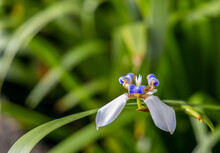 White Flower Known As Walking Iris, Apostle's Iris And Apostle Plant (Trimezia) In The Tropical Rainforest On Big Island, Hawaii