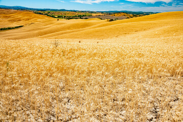 Wall Mural - summer colors in Chianti in the province of Siena