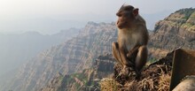 Asian Monkey Of India Sitting On The Edge Of A Cliff With A Curious Expression.