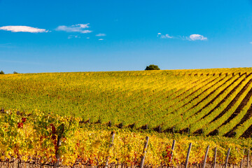 Wall Mural - autumn colors in Chianti in the Province of Siena