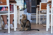 Hungry Cat Begs For Food From Tourists In A Street Restaurant In The Old Town Of Kotor, Montenegro, Europe