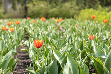 Wall Mural - Group of Orange tulips with stamens and pestle is on a blurred green background