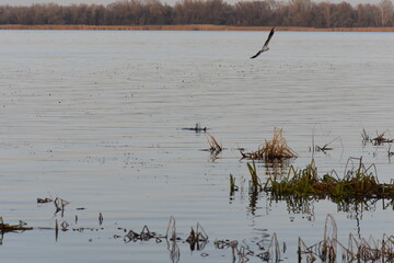 Poster - blue heron