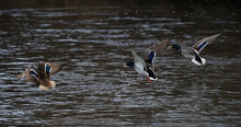 Several Ducks Flying Over Saale River In Jena