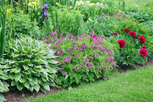 Plants Growing In A Perennial Plant Border.