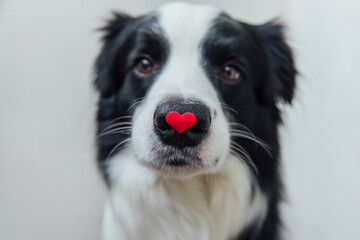 St. Valentine's Day concept. Funny portrait cute puppy dog border collie holding red heart on nose isolated on white background. Lovely dog in love on valentines day gives gift