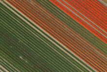 Aerial View Of Red Tulips In Meerdonk, Belgium.