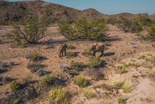 Aerial View Of Two Desert Elephants In Damaraland, Namid Desert, Namibia.