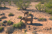 Aerial View Of Two Desert Elephants In Damaraland, Namid Desert, Namibia.