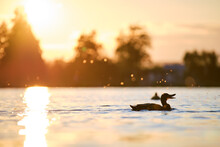 Wild Ducks Swimming On Lake Water At Bright Sunset. Birdwatching Concept