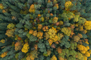 Aufkleber - Autumn forest aerial drone view