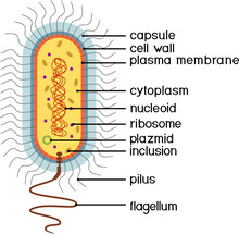 Bacterial Cell Structure. Prokaryotic Cell With Nucleoid, Flagellum, Plazmid And Other Organelles
