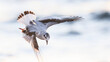 © Magnus - Little gull preparing to dive