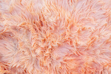 Close-up Of Wet Orange Fur Background  Beautiful Abstract