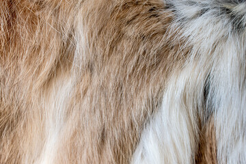 brown and white fur background close-up beautiful abstract fur texture