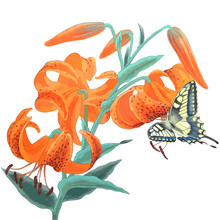 Vector Watercolor  Illustration Of Tiger Lily Flower With Butterfly.