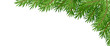 Christmas green coniferous fir tree pine realistic dark and light background with white space with different branches. Place for website header, headline, congratulatory words. Vector illustration