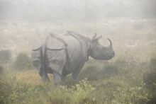 Asian One-horned Rhinoceros (female Adult) On Foggy Morning In Chitwan National Park, Nepal