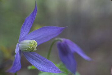 Canvas Print - Wild Clematis