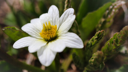 Canvas Print - Alpine Wildflower-Aven