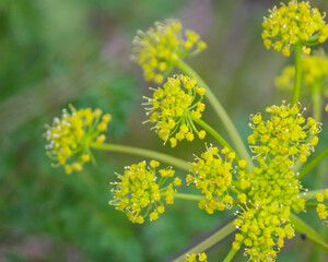 Canvas Print - Tiny Yellow blossoms