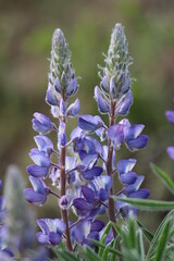 Wall Mural - A pair of Lupine