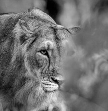 Close-up Shot Of An Adult Lioness In Grayscale