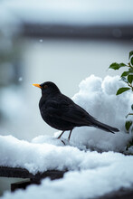 Common Blackbird On Snow Covered Ground