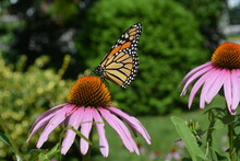 Monarch Butterfly Perched On Pink Flower In Close Up