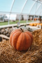 Pumpkin On Brown Hay In A Greenhouse