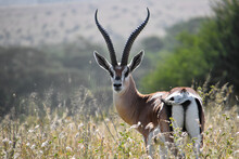 Springbok Deer Standing In Green Field
