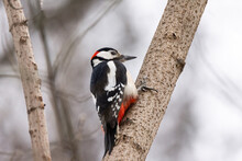 Woodpecker Bird On Brown Tree Branch