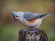 Tufted Titmouse Living In A Wildlife Refuge