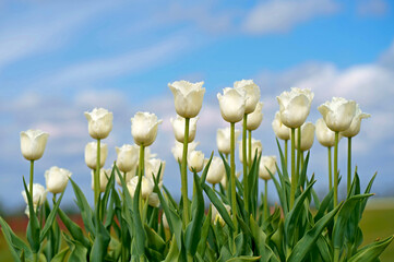 Wall Mural - delicate white tulips close up against blue sky. side view