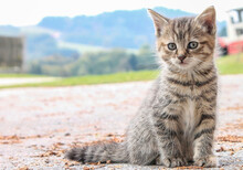 Portrait Of A Striped Farm Kitten